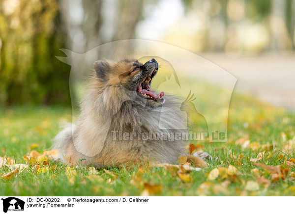 ghnender Zwergspitz / yawning Pomeranian / DG-08202