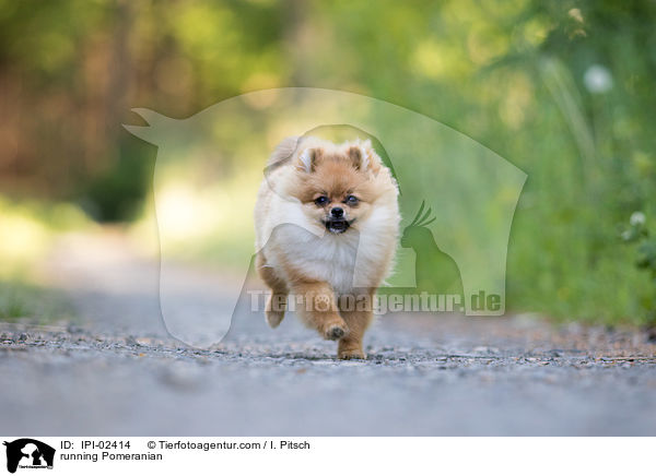 rennender Zwergspitz / running Pomeranian / IPI-02414