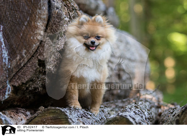 sitzender Zwergspitz / sitting Pomeranian / IPI-02417