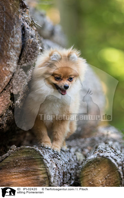 sitzender Zwergspitz / sitting Pomeranian / IPI-02420