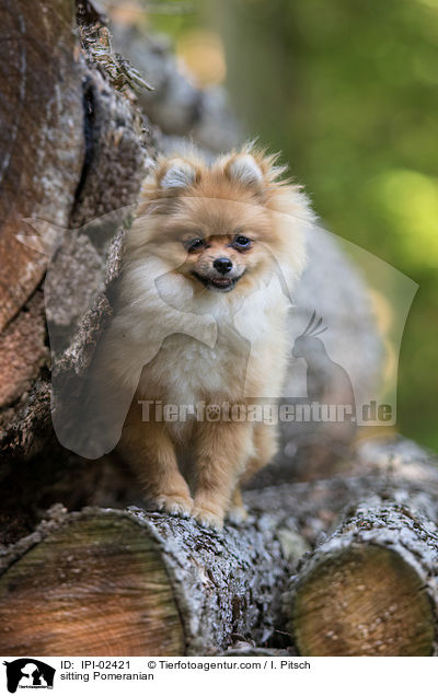 sitzender Zwergspitz / sitting Pomeranian / IPI-02421