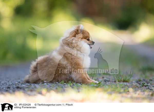 sitzender Zwergspitz / sitting Pomeranian / IPI-02428