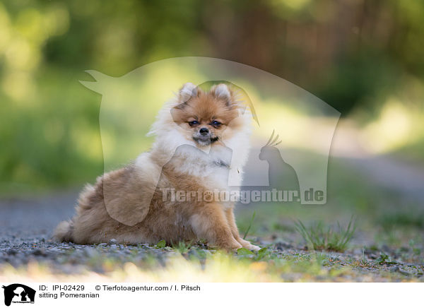 sitzender Zwergspitz / sitting Pomeranian / IPI-02429