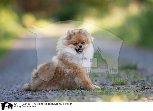 sitzender Zwergspitz / sitting Pomeranian / IPI-02430