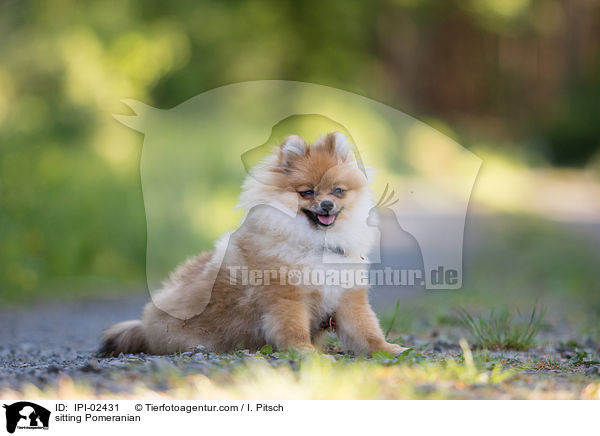 sitzender Zwergspitz / sitting Pomeranian / IPI-02431