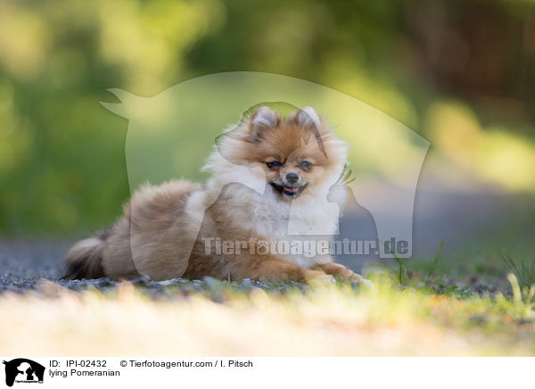 liegender Zwergspitz / lying Pomeranian / IPI-02432