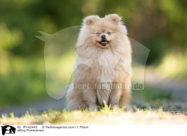 sitzender Zwergspitz / sitting Pomeranian / IPI-02442