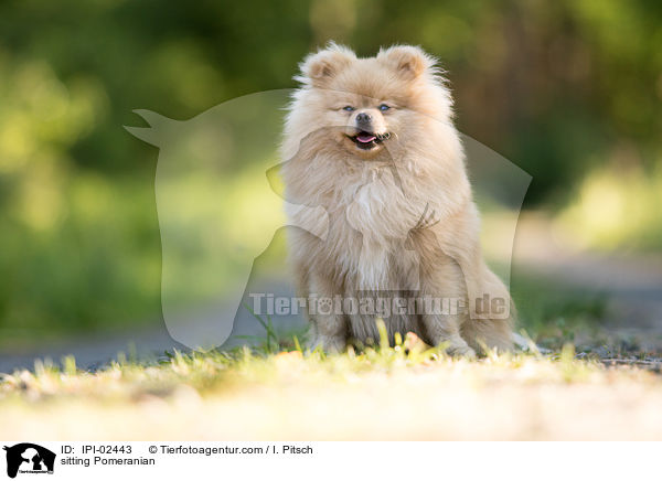 sitzender Zwergspitz / sitting Pomeranian / IPI-02443