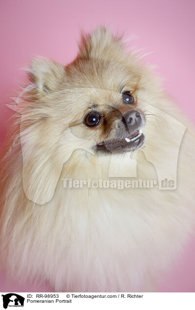 Zwergspitz Portrait / Pomeranian Portrait / RR-98953