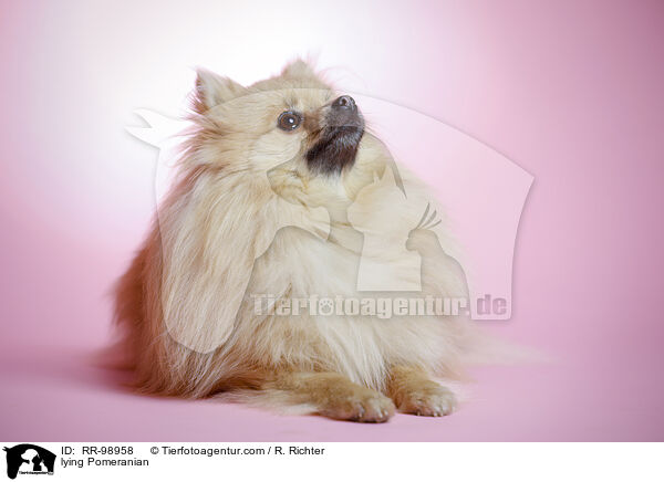 liegender Zwergspitz / lying Pomeranian / RR-98958