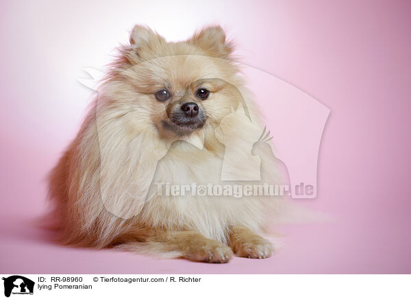 liegender Zwergspitz / lying Pomeranian / RR-98960