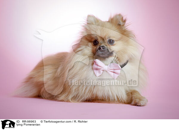 liegender Zwergspitz / lying Pomeranian / RR-98963