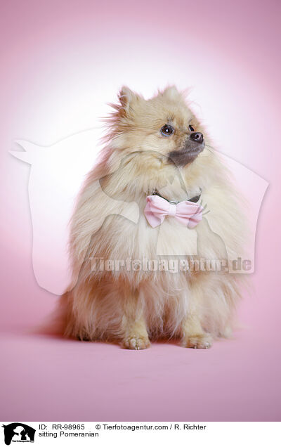 sitzender Zwergspitz / sitting Pomeranian / RR-98965