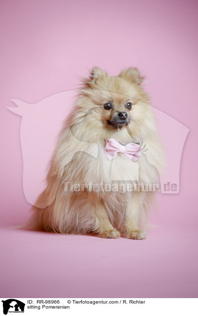 sitzender Zwergspitz / sitting Pomeranian / RR-98966