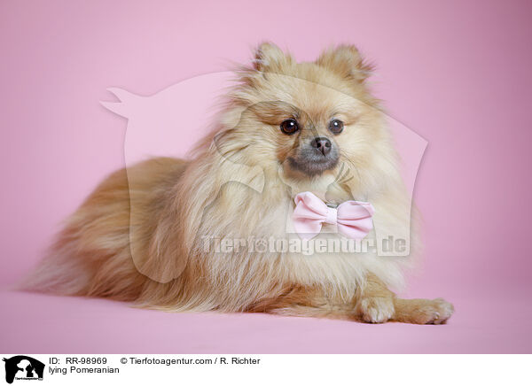 liegender Zwergspitz / lying Pomeranian / RR-98969