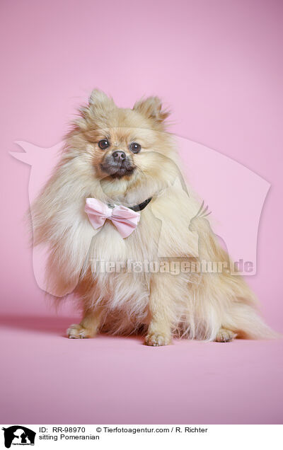 sitzender Zwergspitz / sitting Pomeranian / RR-98970