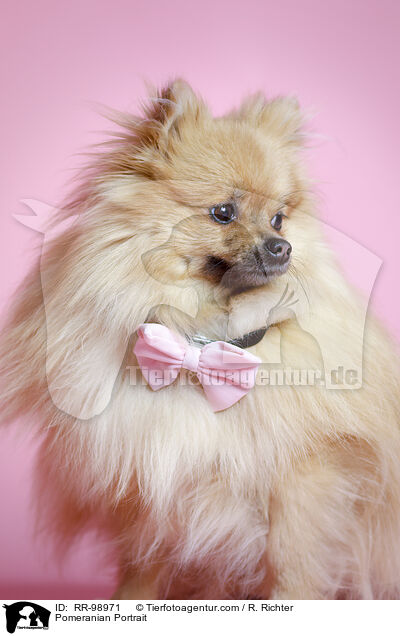 Zwergspitz Portrait / Pomeranian Portrait / RR-98971