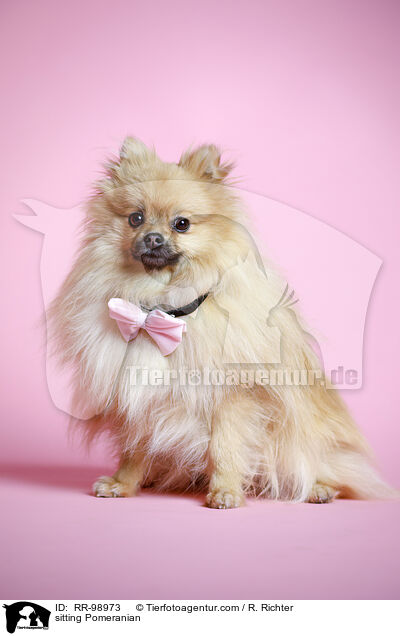 sitzender Zwergspitz / sitting Pomeranian / RR-98973