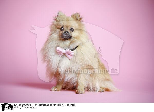 sitzender Zwergspitz / sitting Pomeranian / RR-98974