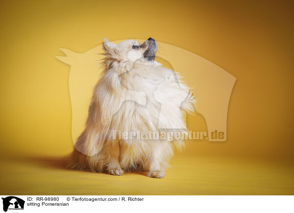 sitzender Zwergspitz / sitting Pomeranian / RR-98980
