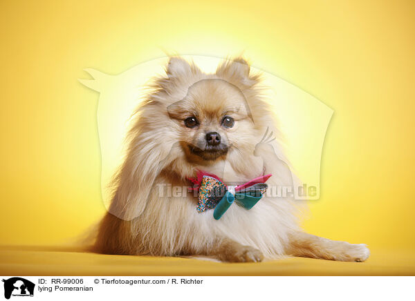 lying Pomeranian / RR-99006