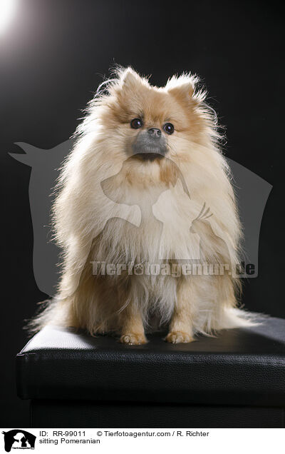 sitzender Zwergspitz / sitting Pomeranian / RR-99011