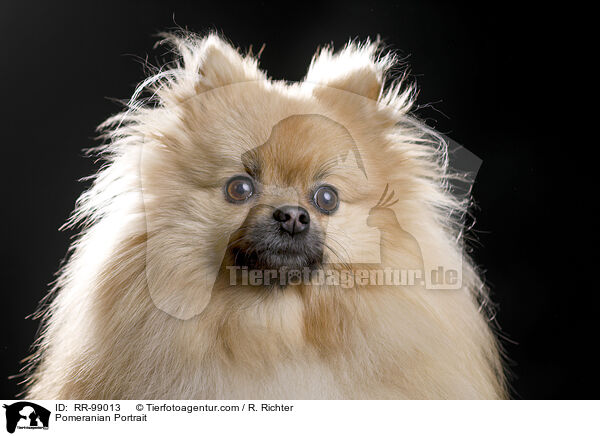 Zwergspitz Portrait / Pomeranian Portrait / RR-99013