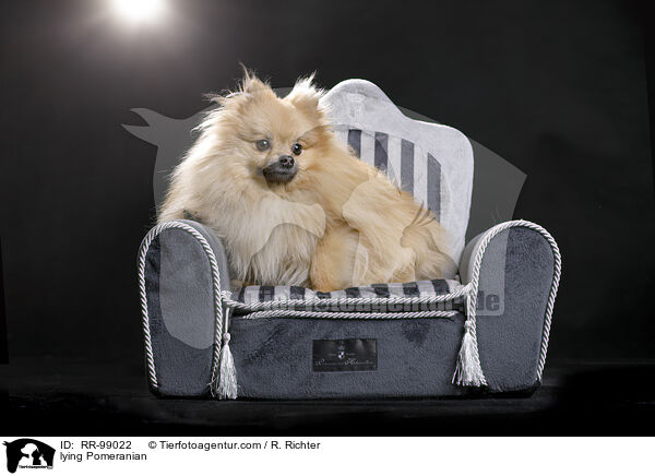 lying Pomeranian / RR-99022