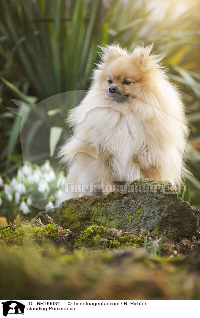 stehender Zwergspitz / standing Pomeranian / RR-99034