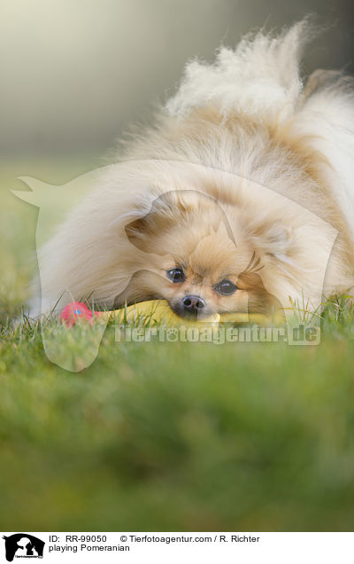 spielender Zwergspitz / playing Pomeranian / RR-99050