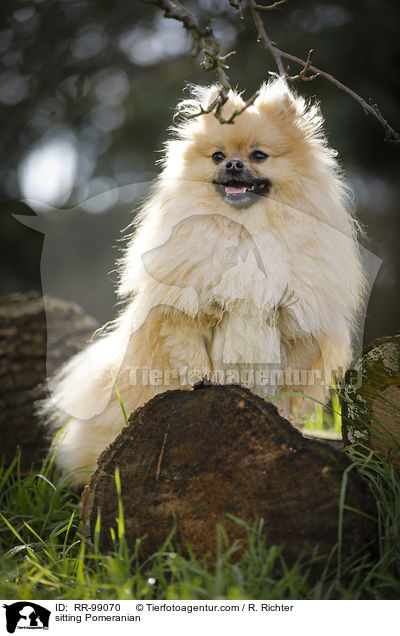 sitzender Zwergspitz / sitting Pomeranian / RR-99070