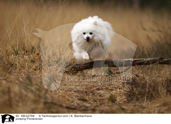 springender Zwergspitz / jumping Pomeranian / KB-02788