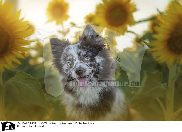 Zwergspitz Portrait / Pomeranian Portrait / DH-01537