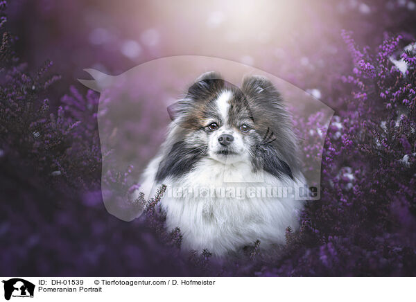 Zwergspitz Portrait / Pomeranian Portrait / DH-01539