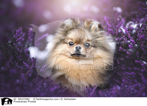 Zwergspitz Portrait / Pomeranian Portrait / DH-01582