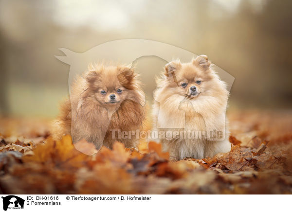 2 Zwergspitze / 2 Pomeranians / DH-01616