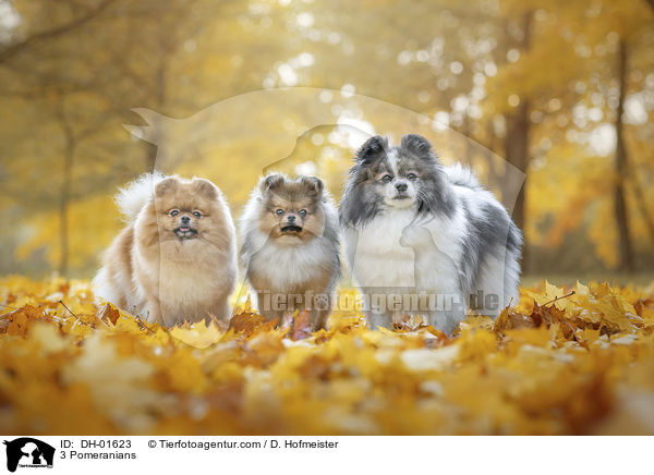 3 Zwergspitze / 3 Pomeranians / DH-01623