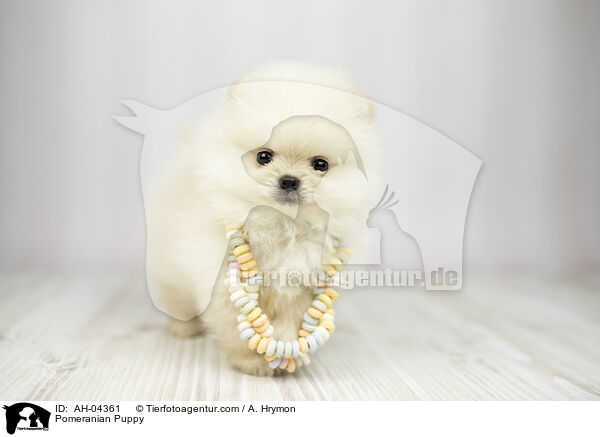 Zwergspitz Welpe / Pomeranian Puppy / AH-04361