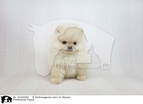 Zwergspitz Welpe / Pomeranian Puppy / AH-04363