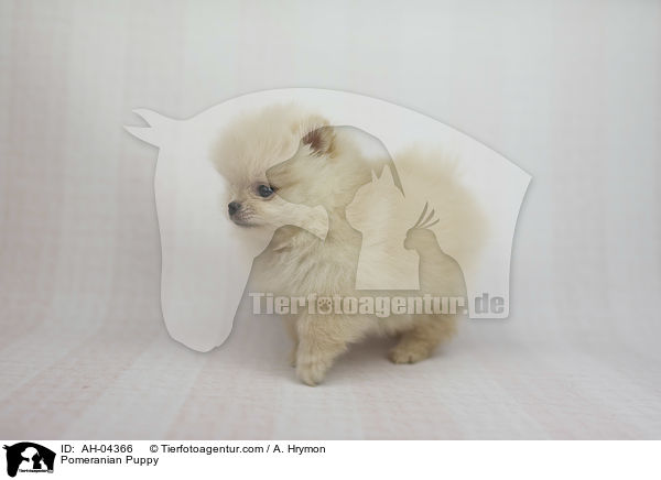 Zwergspitz Welpe / Pomeranian Puppy / AH-04366