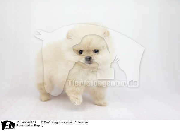 Zwergspitz Welpe / Pomeranian Puppy / AH-04368