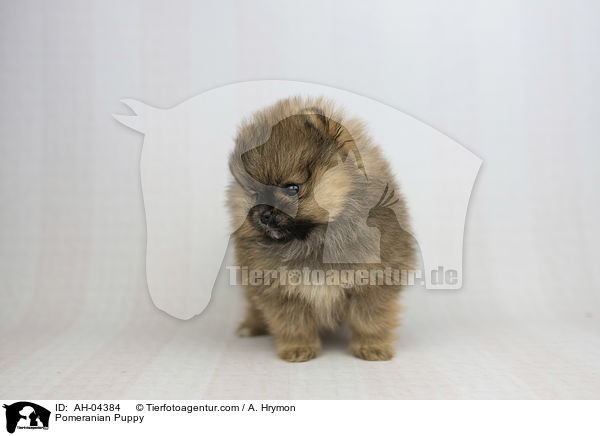 Zwergspitz Welpe / Pomeranian Puppy / AH-04384