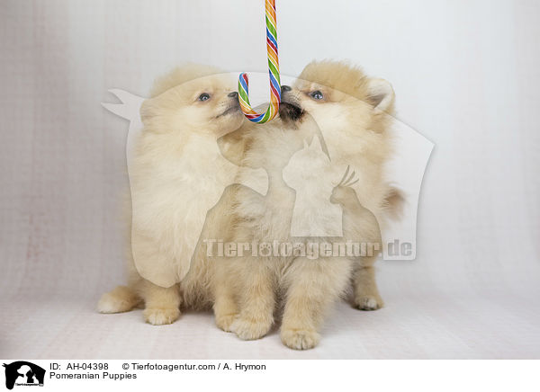 Zwergspitz Welpen / Pomeranian Puppies / AH-04398