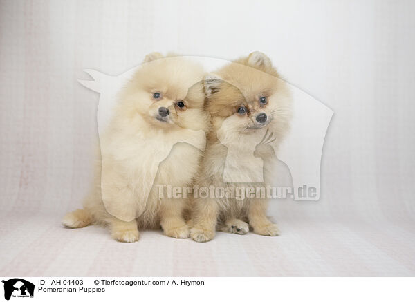 Zwergspitz Welpen / Pomeranian Puppies / AH-04403