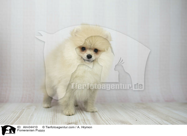 Zwergspitz Welpe / Pomeranian Puppy / AH-04410