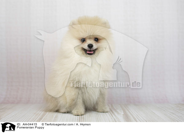 Zwergspitz Welpe / Pomeranian Puppy / AH-04415