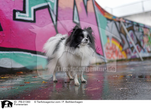 Zwergspitz / Pomeranian / PB-01360