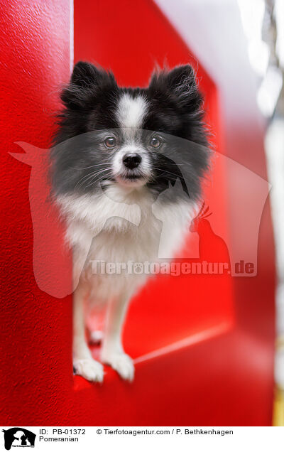 Zwergspitz / Pomeranian / PB-01372