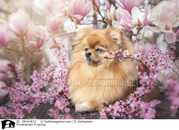 Zwergspitz im Frhling / Pomeranian in spring / DH-01812