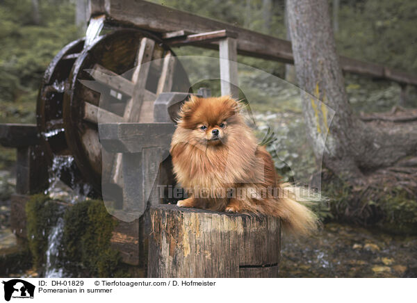 Zwergspitz im Sommer / Pomeranian in summer / DH-01829